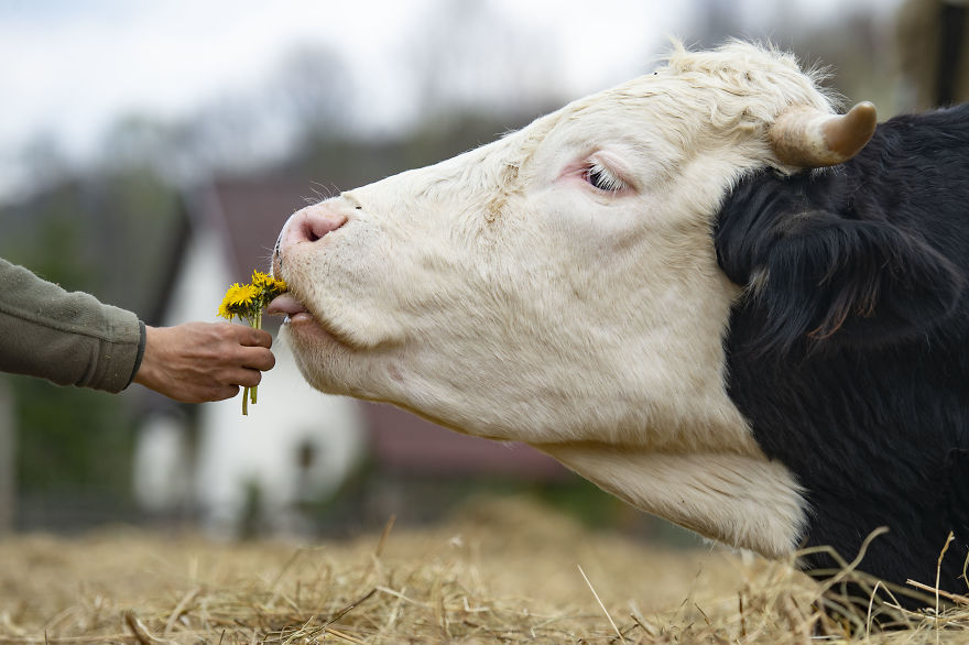 vaches caressees non elevees meilleures raisons