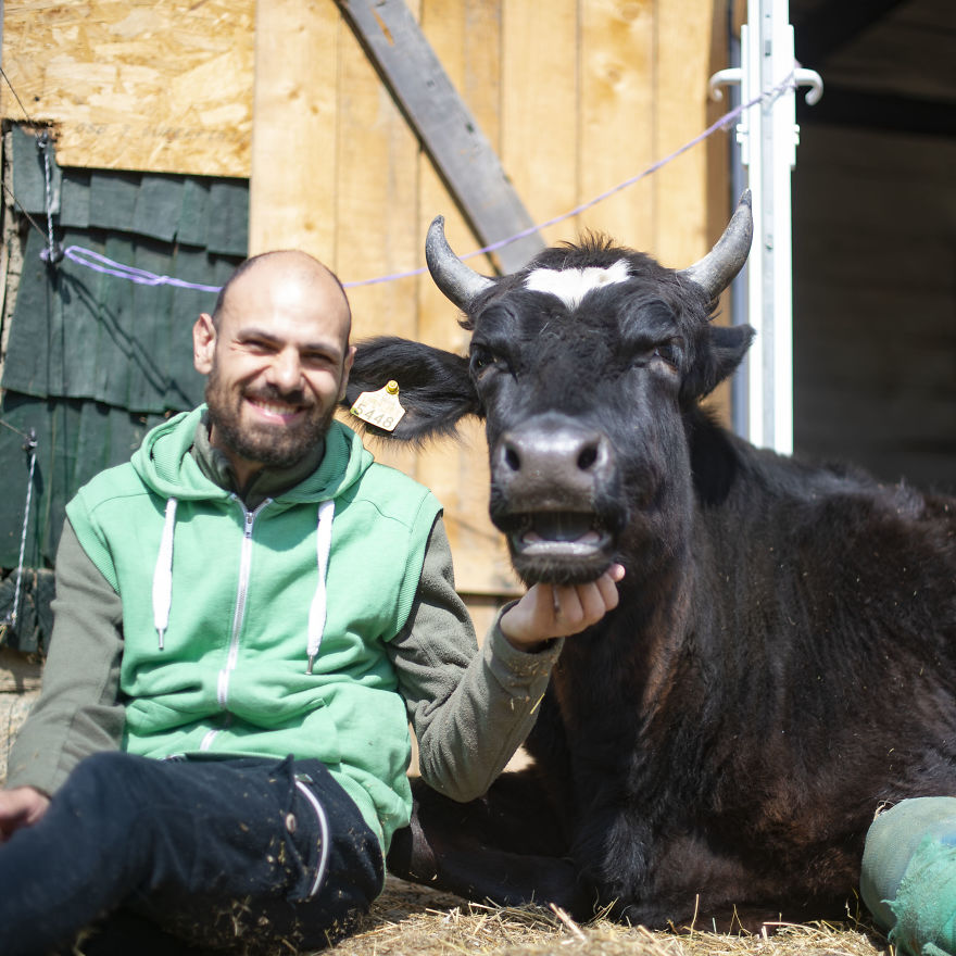 vaches caressees non elevees meilleures raisons