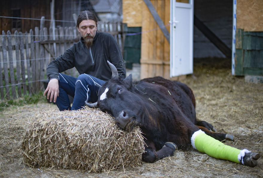vaches caressees non elevees meilleures raisons