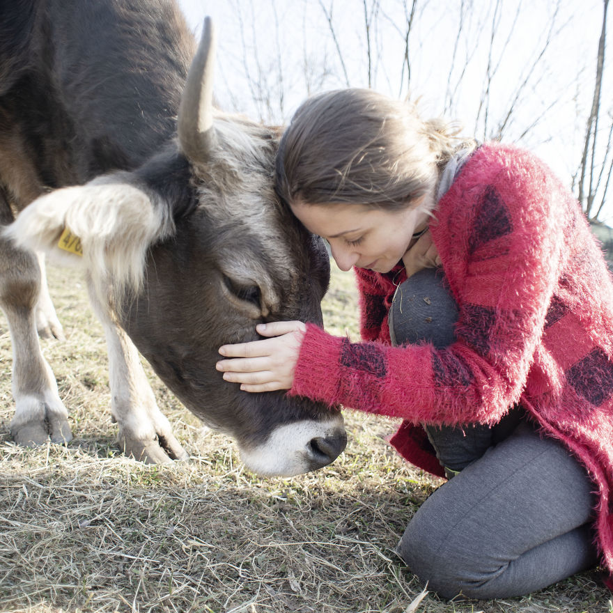 vaches caressees non elevees meilleures raisons