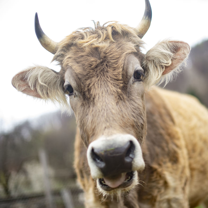 vaches caressees non elevees meilleures raisons
