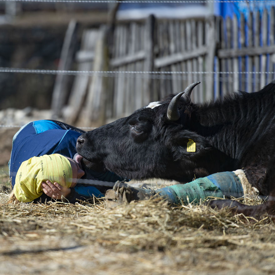 vaches caressees non elevees meilleures raisons