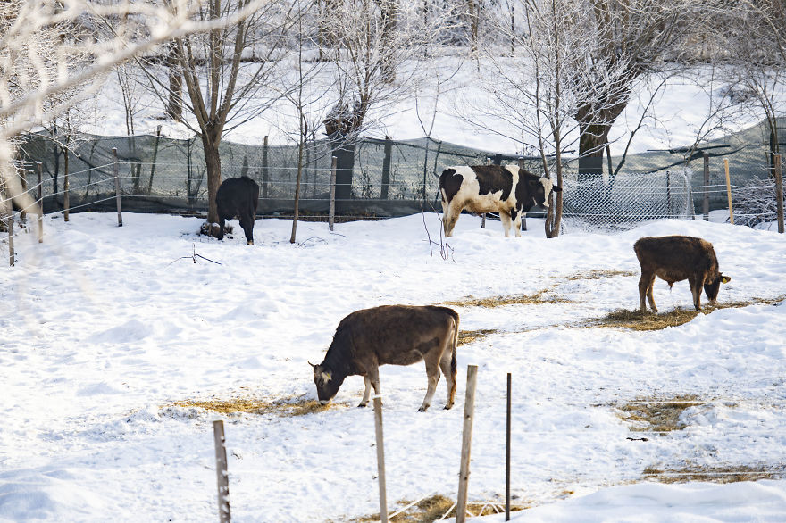 vaches caressees non elevees meilleures raisons
