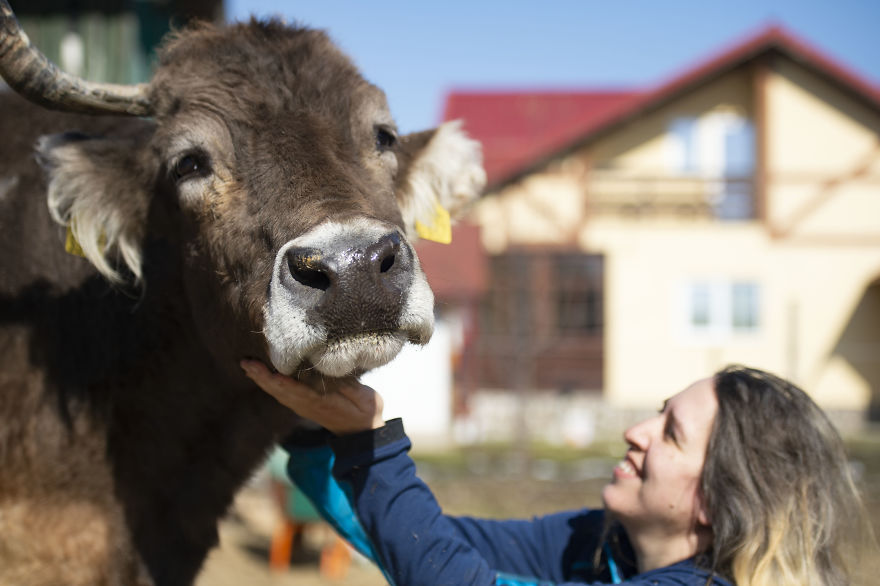 vaches caressees non elevees meilleures raisons