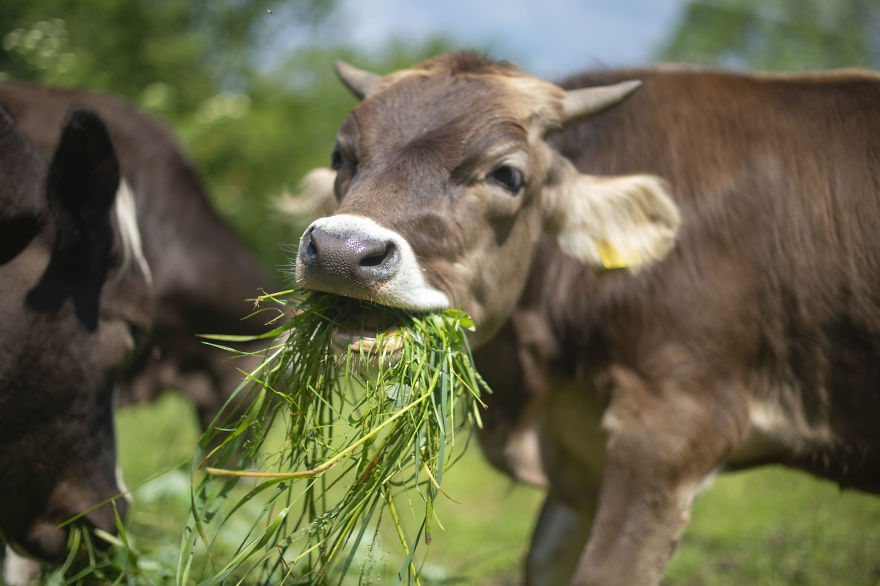 vaches caressees non elevees meilleures raisons
