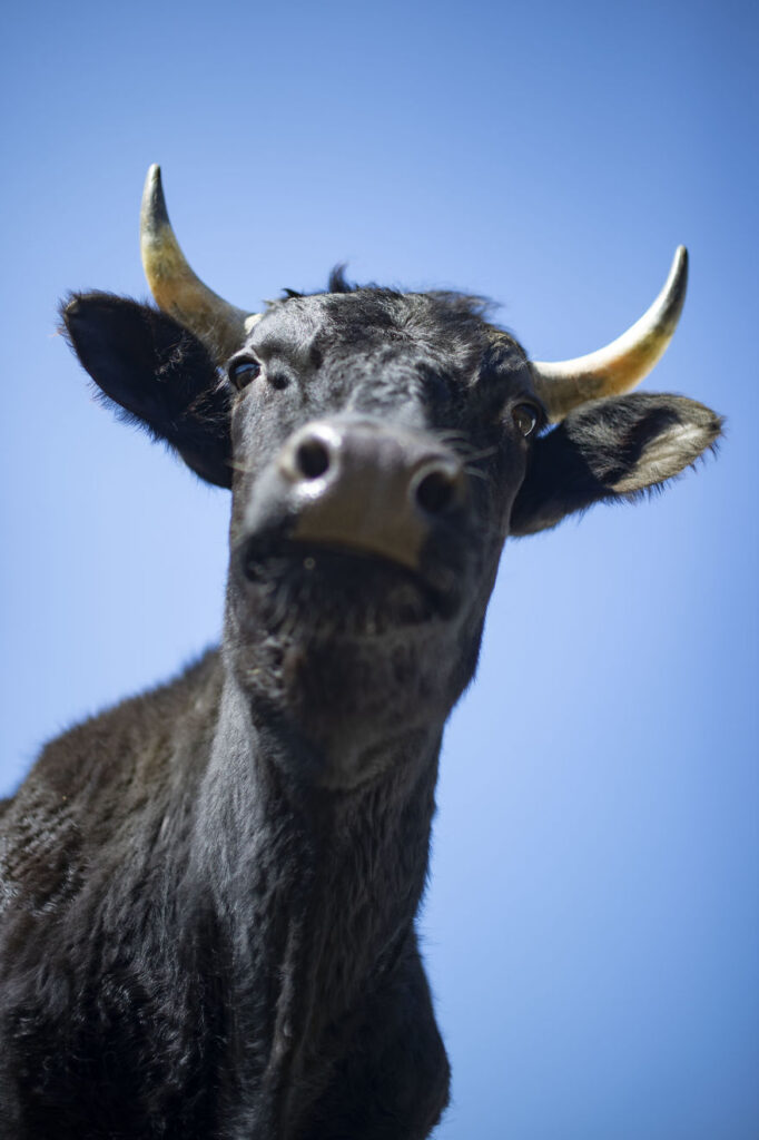 vaches caressees non elevees meilleures raisons