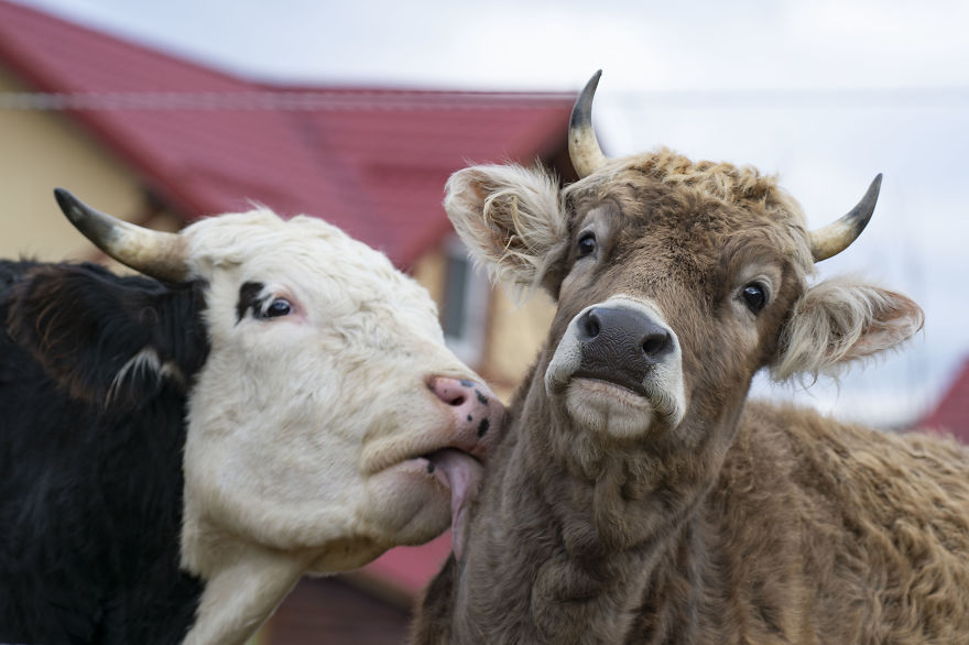 vaches caressees non elevees meilleures raisons