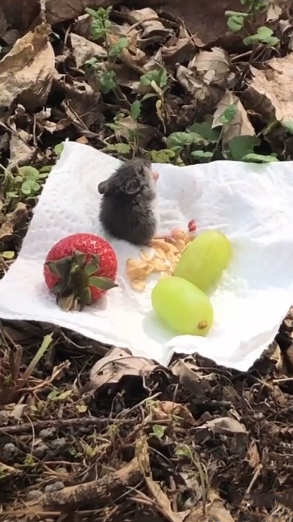 femme-rencontre-souris-invite-petit-pique-nique