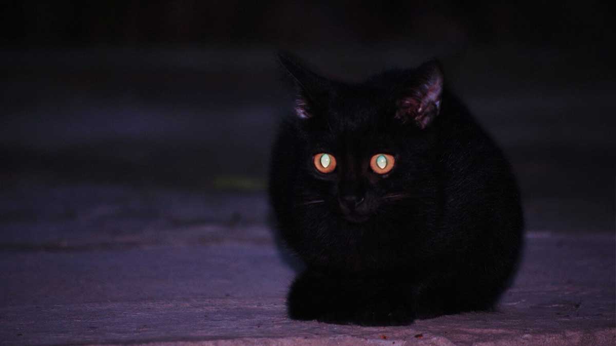 Pourquoi Les Yeux Des Chiens Et Des Chats Brillent Ils Dans L Obscurite Au Pays Des Animaux Pourquoi Les Yeux Des Chiens Et Des Chats Brillent Ils Dans L Obscurite Au Pays Des Animaux