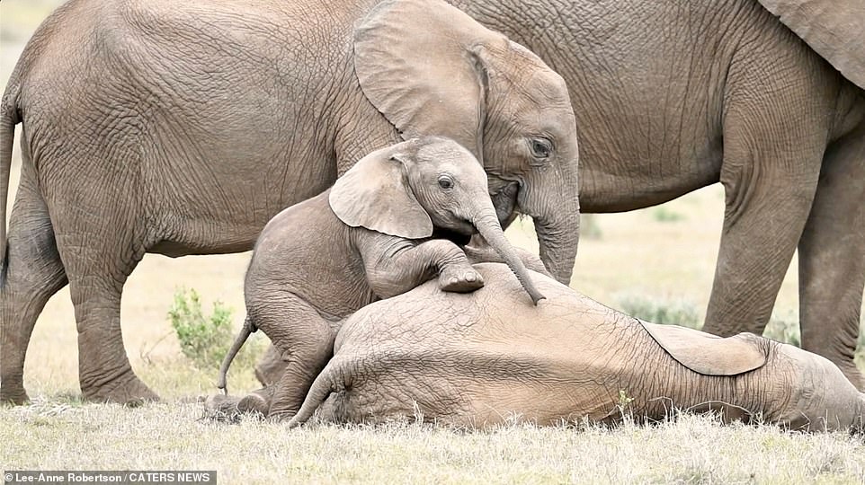bebe-elephant-semble-rouler-rire-au-sol
