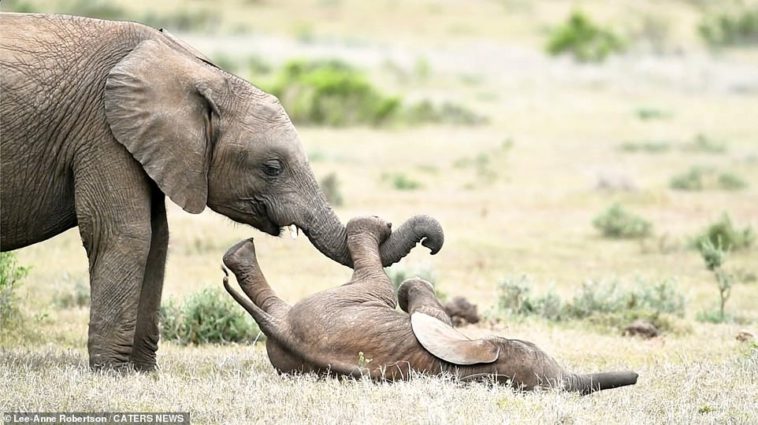 bebe-elephant-semble-rouler-rire-au-sol