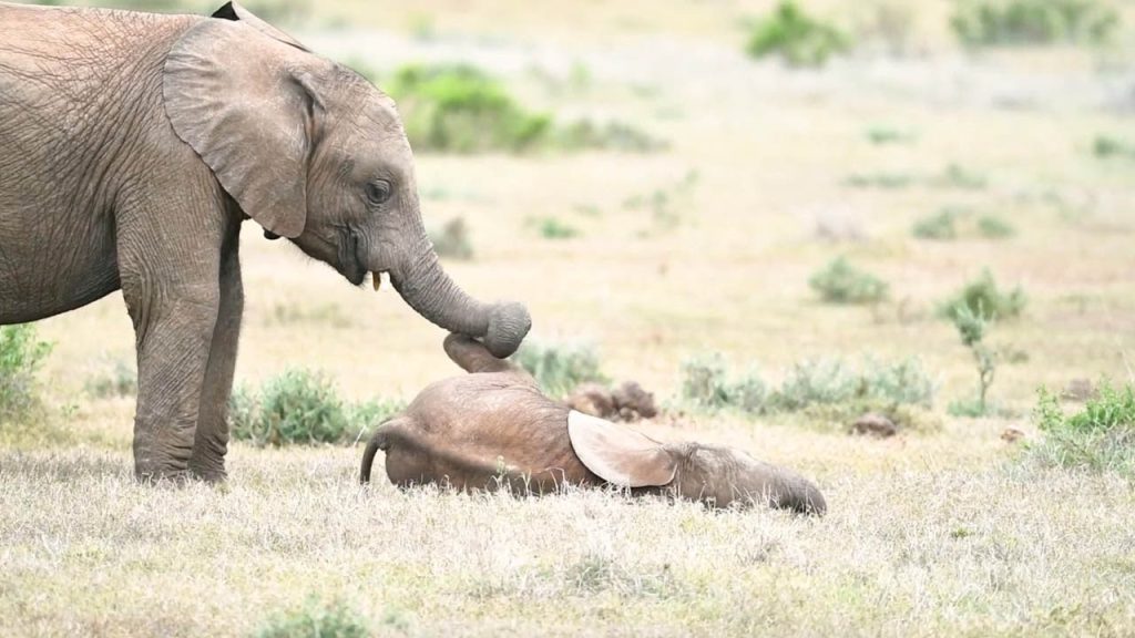 bebe-elephant-semble-rouler-rire-au-sol