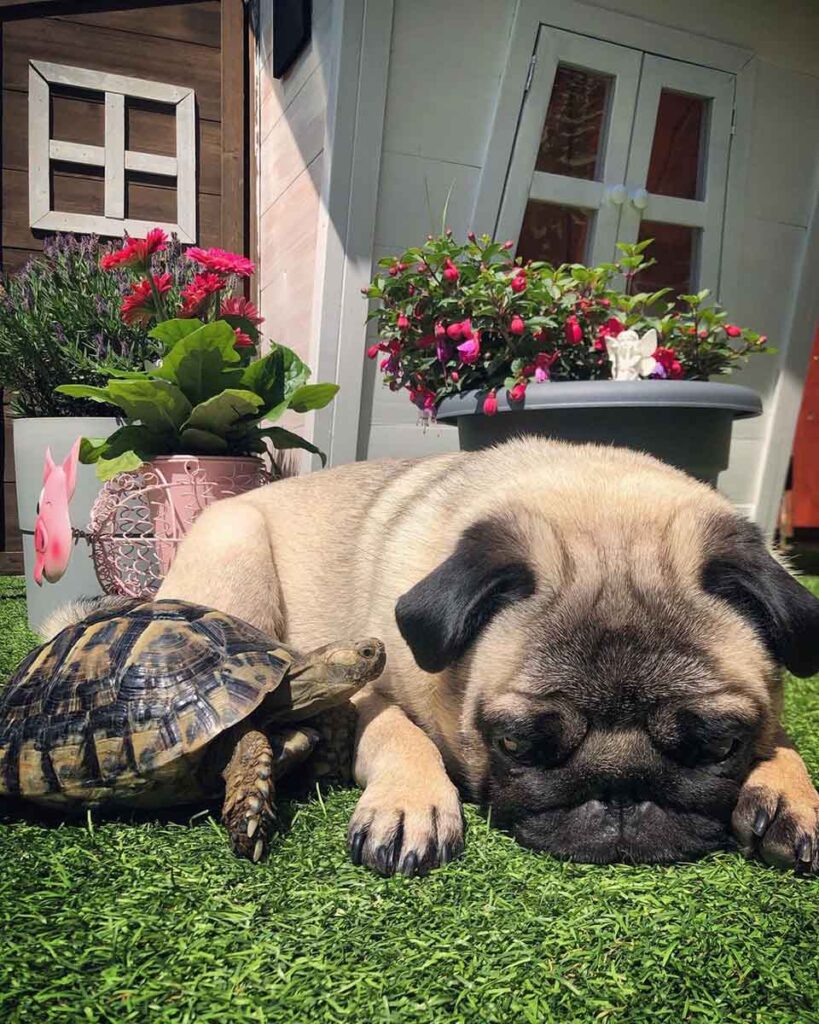 carlin-tortue-sont-meilleurs-amis-adorent-se-prelasser-soleil
