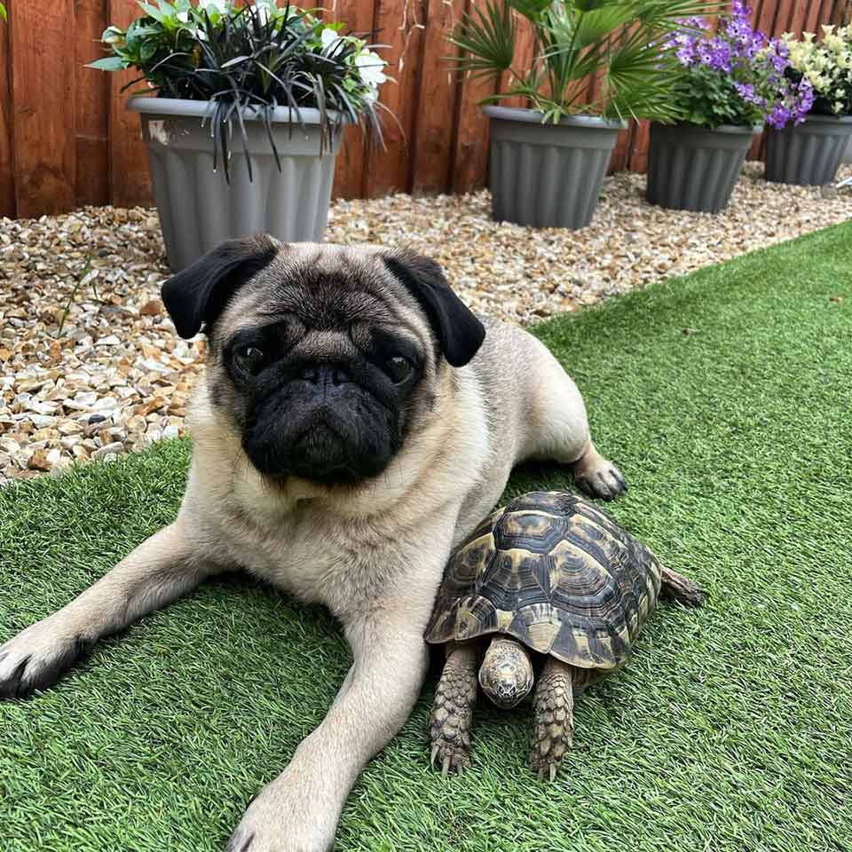 carlin-tortue-sont-meilleurs-amis-adorent-se-prelasser-soleil
