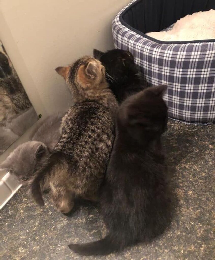 Un chaton qui a été découvert seul sous une voiture, s'est avéré s'être échappé de sa litière et devait être réuni.