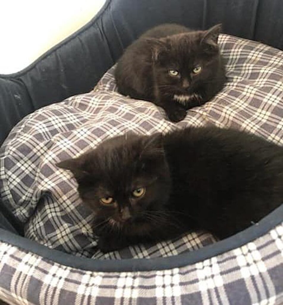 Un chaton qui a été découvert seul sous une voiture, s'est avéré s'être échappé de sa litière et devait être réuni.