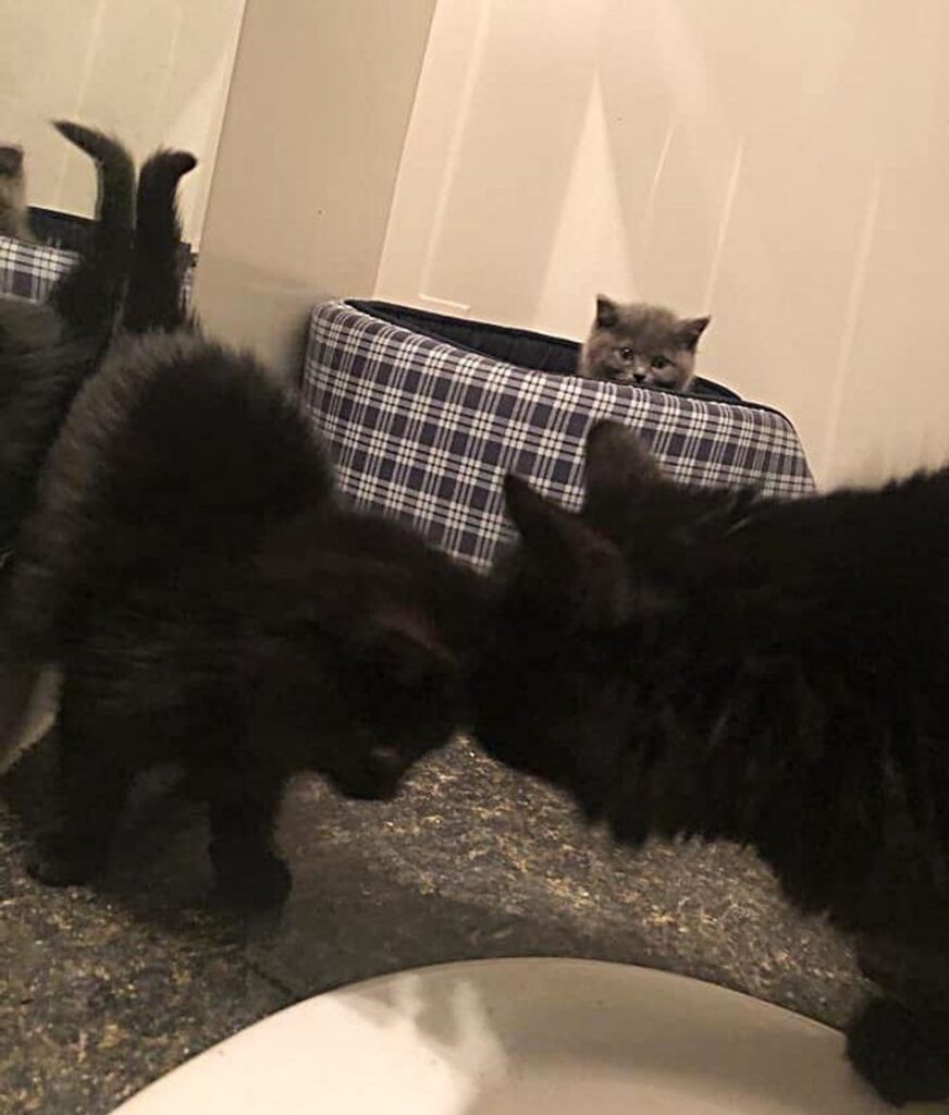 Un chaton qui a été découvert seul sous une voiture, s'est avéré s'être échappé de sa litière et devait être réuni.