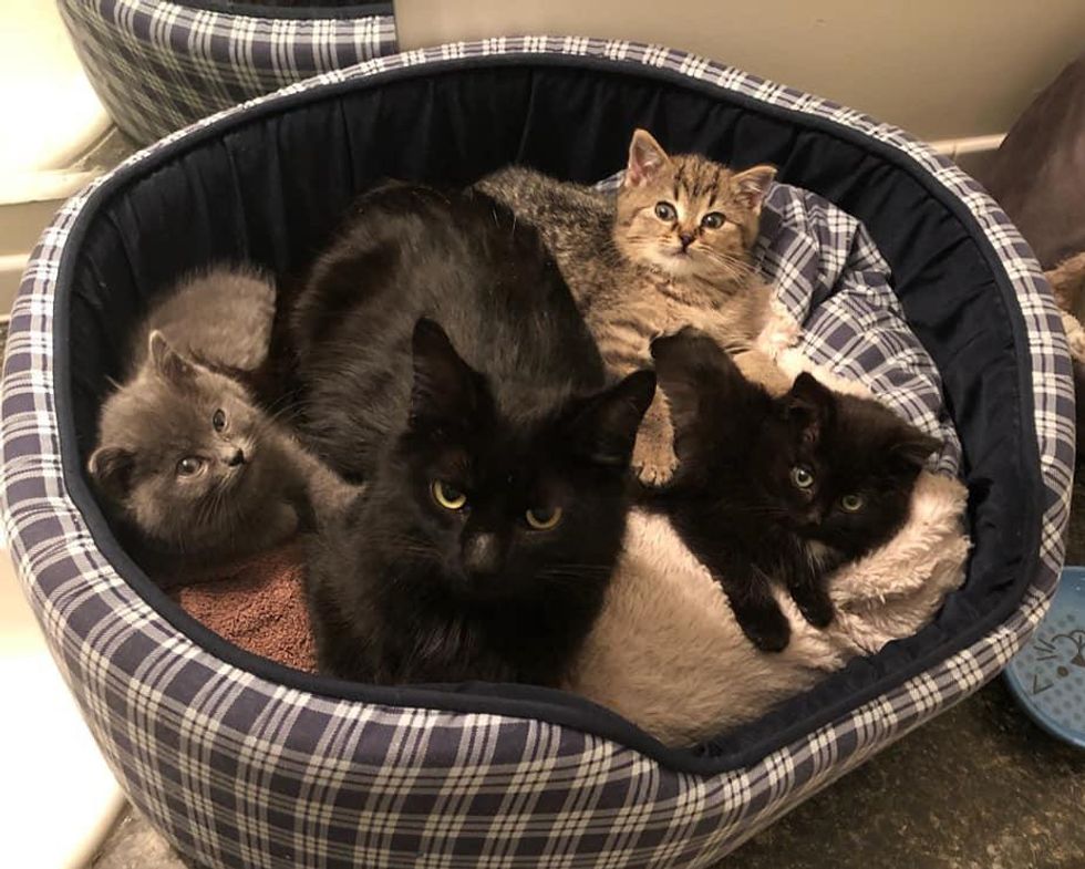 Un chaton qui a été découvert seul sous une voiture, s'est avéré s'être échappé de sa litière et devait être réuni.