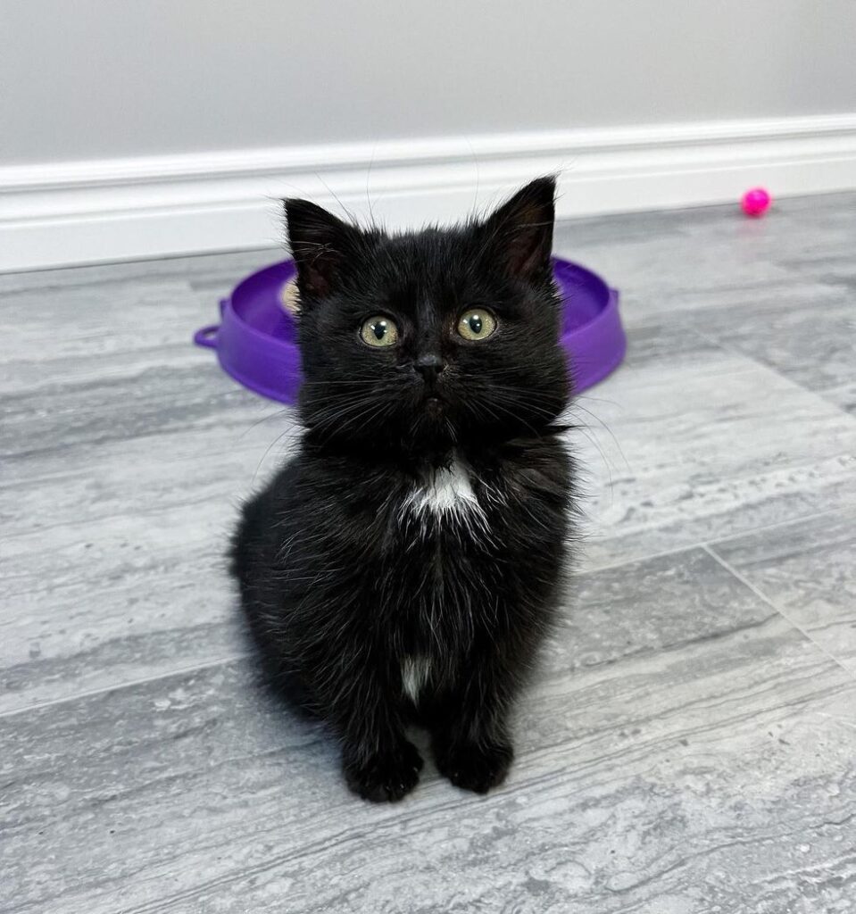 Un chaton qui a été découvert seul sous une voiture, s'est avéré s'être échappé de sa litière et devait être réuni.