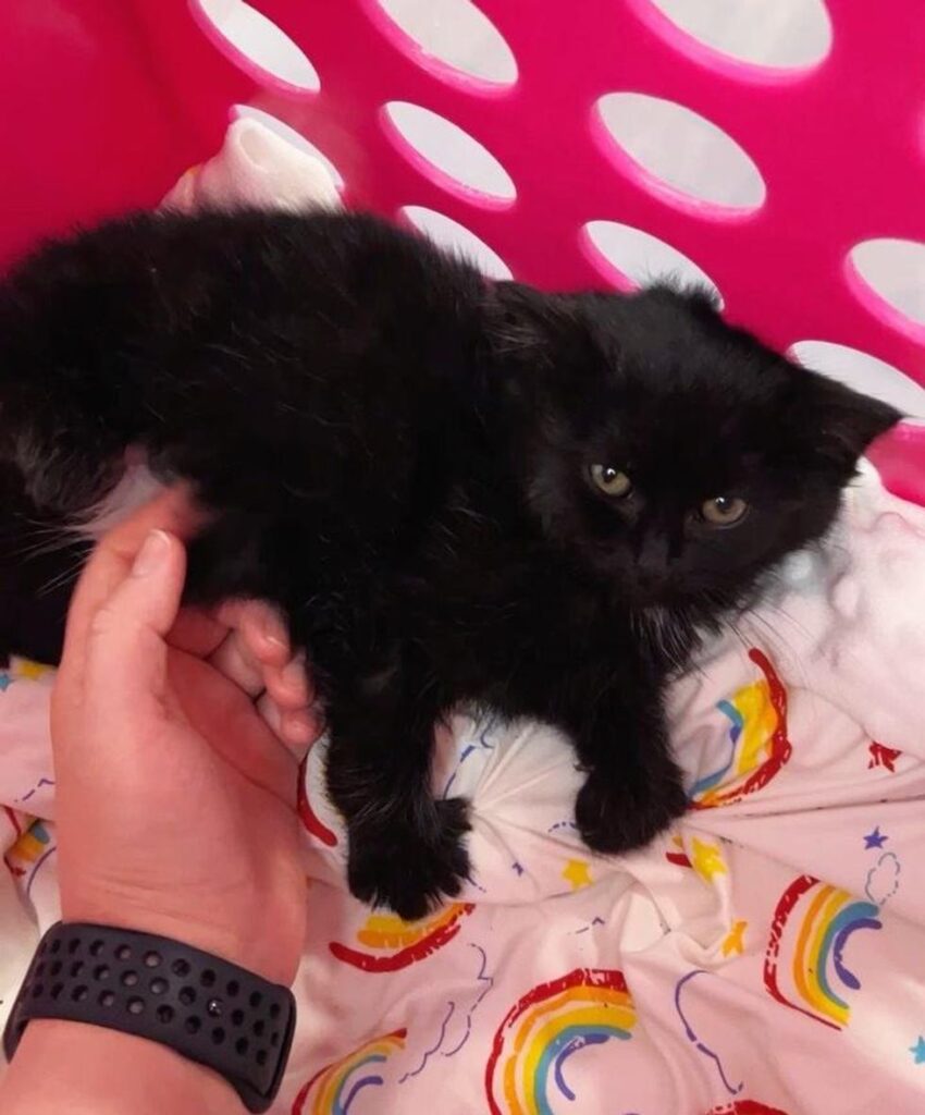 Un chaton qui a été découvert seul sous une voiture, s'est avéré s'être échappé de sa litière et devait être réuni.