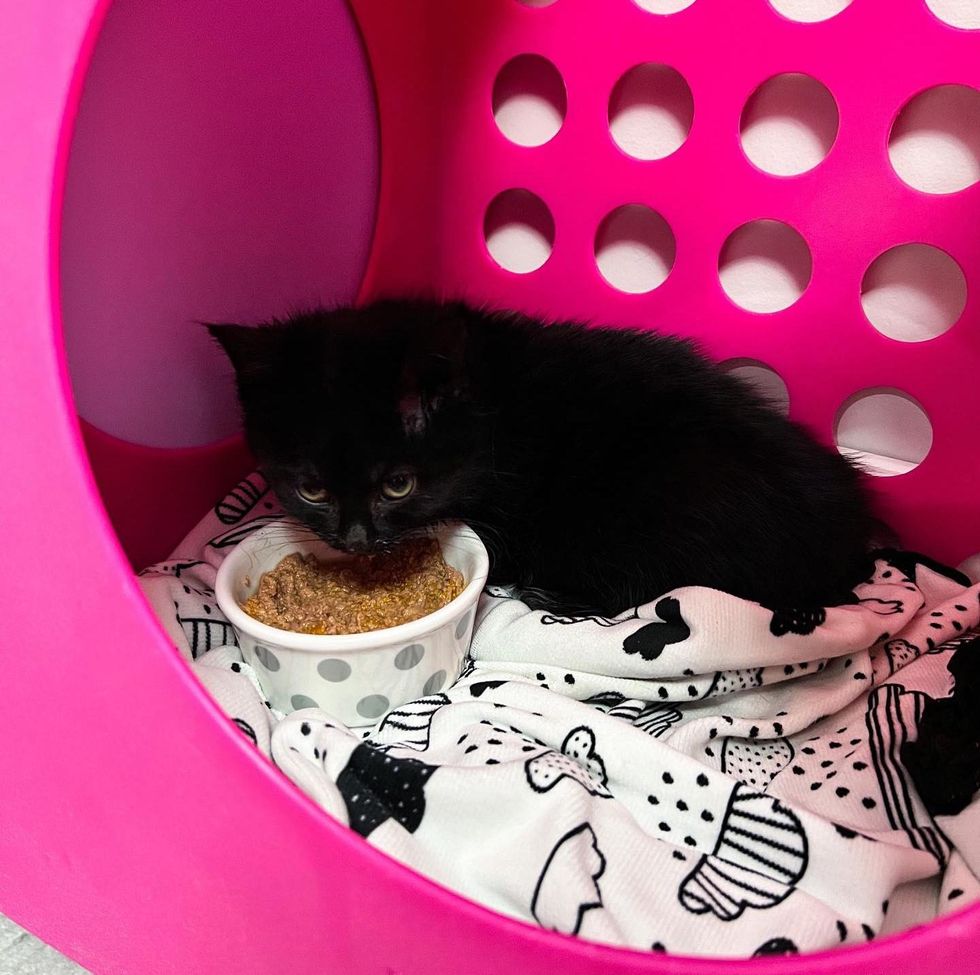 Un chaton qui a été découvert seul sous une voiture, s'est avéré s'être échappé de sa litière et devait être réuni.