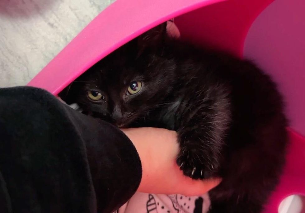 Un chaton qui a été découvert seul sous une voiture, s'est avéré s'être échappé de sa litière et devait être réuni.