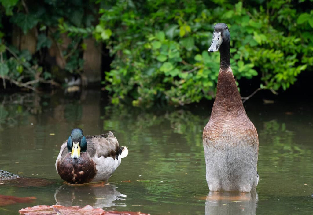 gens mal croire canard super grand réel