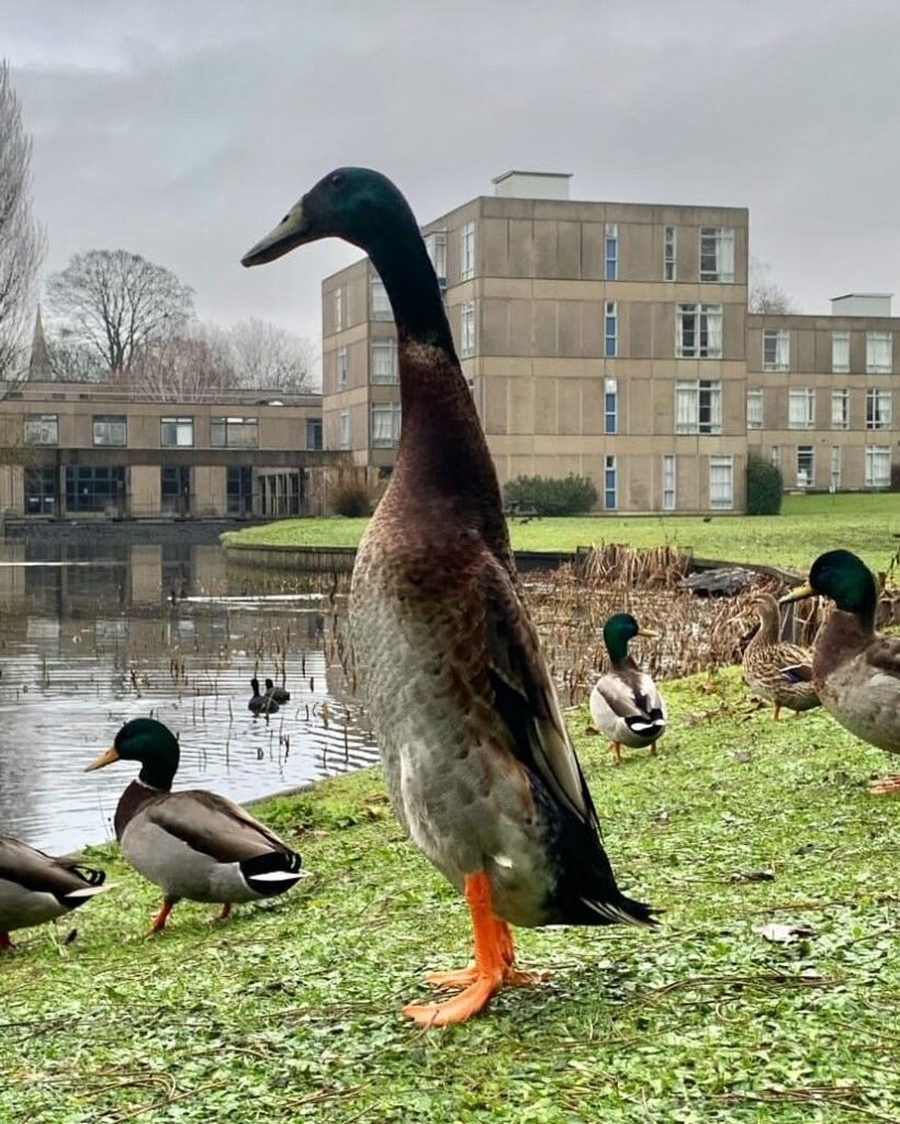 gens mal croire canard super grand réel