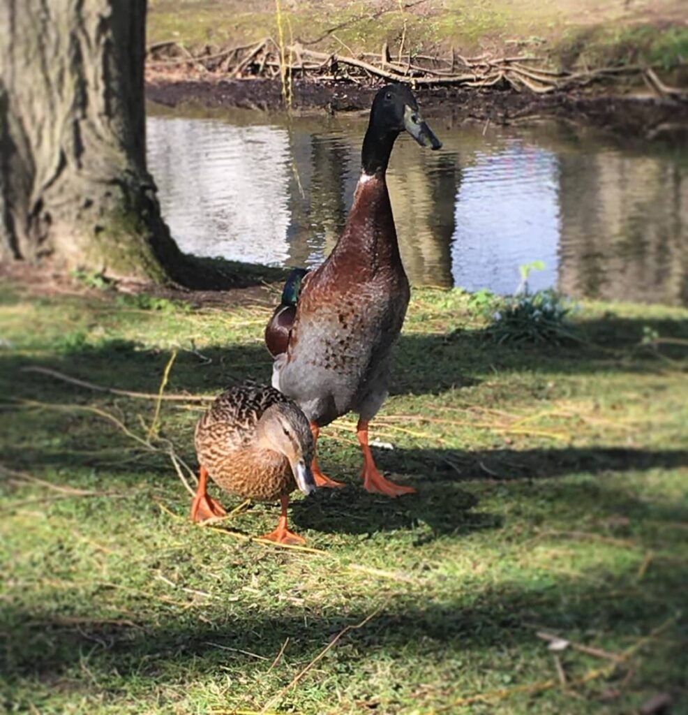 gens mal croire canard super grand réel