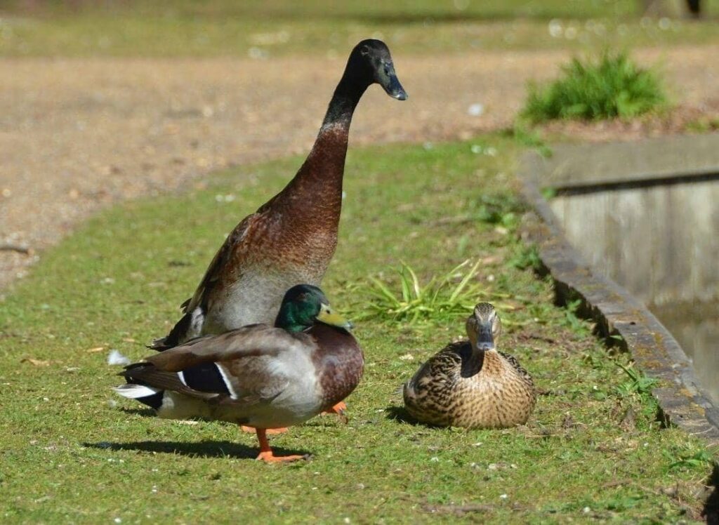 gens mal croire canard super grand réel