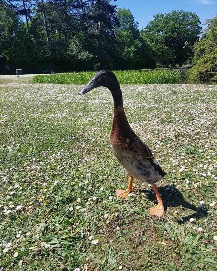 gens mal croire canard super grand réel