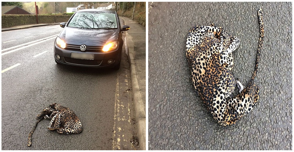 homme-arrete-voiture-aider-leopard-gisait-blesser-route