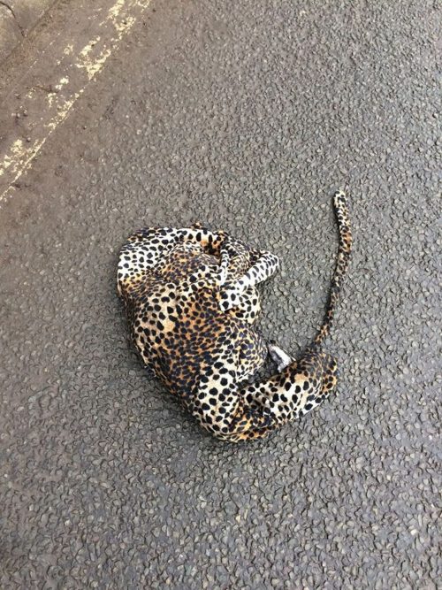 homme-arrete-voiture-aider-leopard-gisait-blesser-route