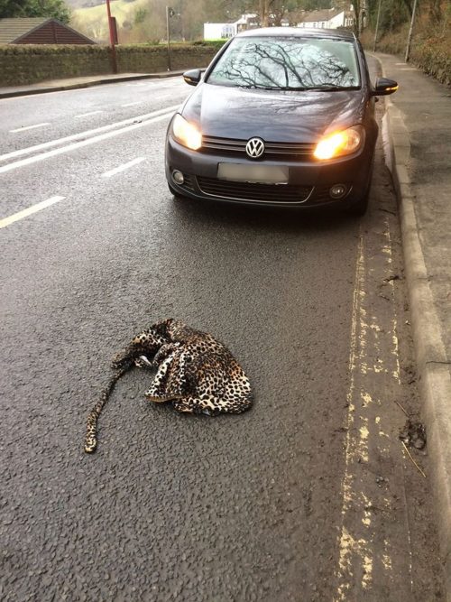 homme-arrete-voiture-aider-leopard-gisait-blesser-route
