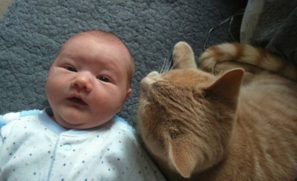 siggy-calin-chat-prend-soin-bebe-malade-coeur