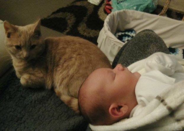 siggy-calin-chat-prend-soin-bebe-malade-coeur