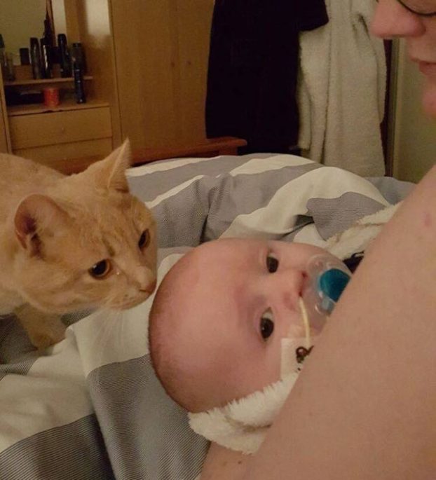 siggy-calin-chat-prend-soin-bebe-malade-coeur