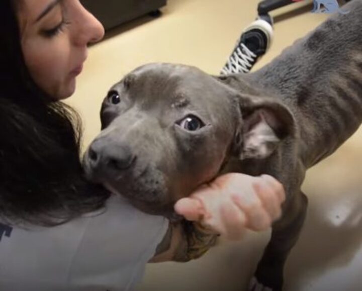 pitbull-affectueux-refuse-quitter-box-ete-retrouve-abandonne
