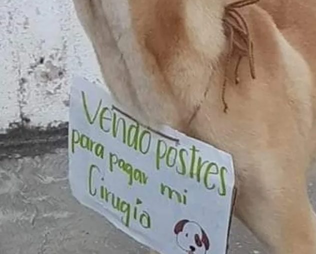 chien-errant-mendiant-vend-desserts-payer-operation-au-paradis