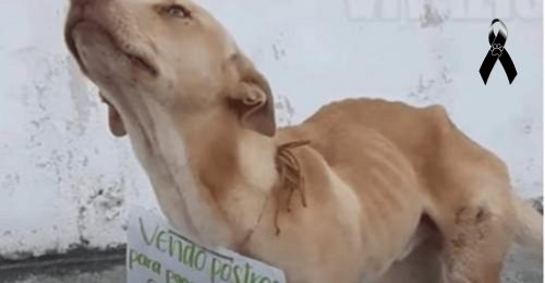 chien-errant-mendiant-vend-desserts-payer-operation-au-paradis