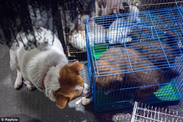 moment-dechirant-mere-chien-essaie-sauver-chiots-cage