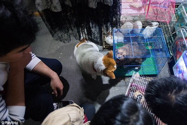 moment-dechirant-mere-chien-essaie-sauver-chiots-cage