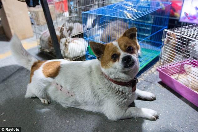 moment-dechirant-mere-chien-essaie-sauver-chiots-cage