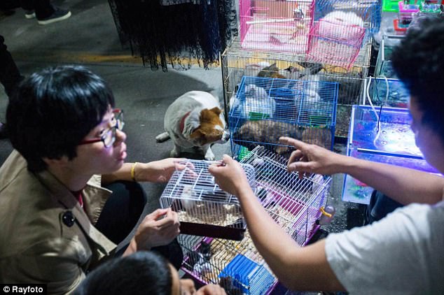 moment-dechirant-mere-chien-essaie-sauver-chiots-cage