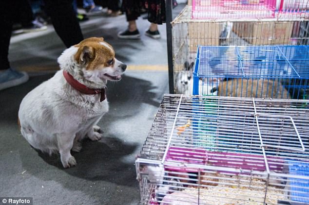 moment-dechirant-mere-chien-essaie-sauver-chiots-cage