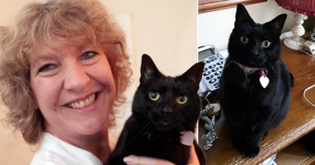 chat-a-sauve-vie-maman-deux-enfants-sautant-sur-ventre