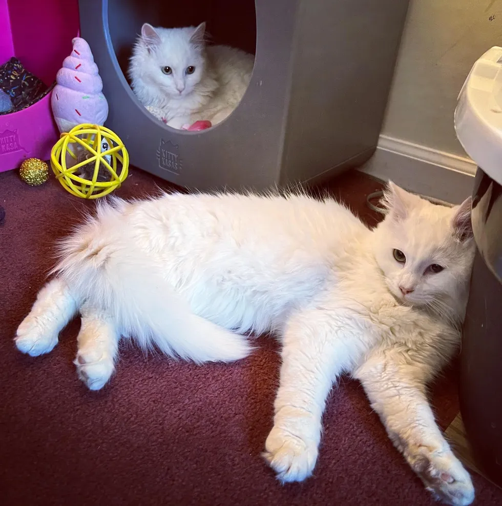 chatte-attend-porte-avec-deux-chatons-prets-quitter-rue