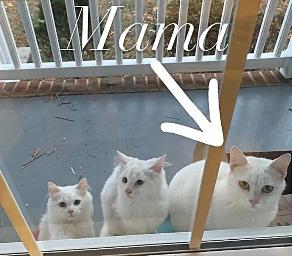 chatte-attend-porte-avec-deux-chatons-prets-quitter-rue