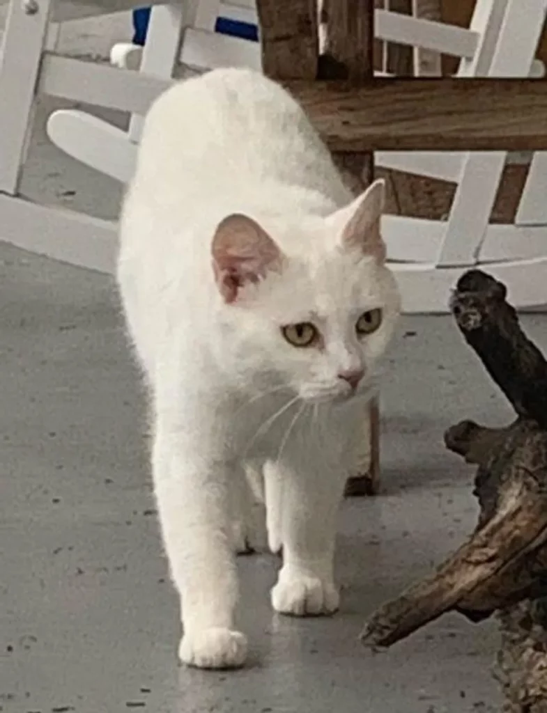 chatte-attend-porte-avec-deux-chatons-prets-quitter-rue
