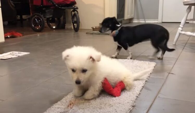 chien-rejete-ne-seule-jambe-boite-a-chaussures